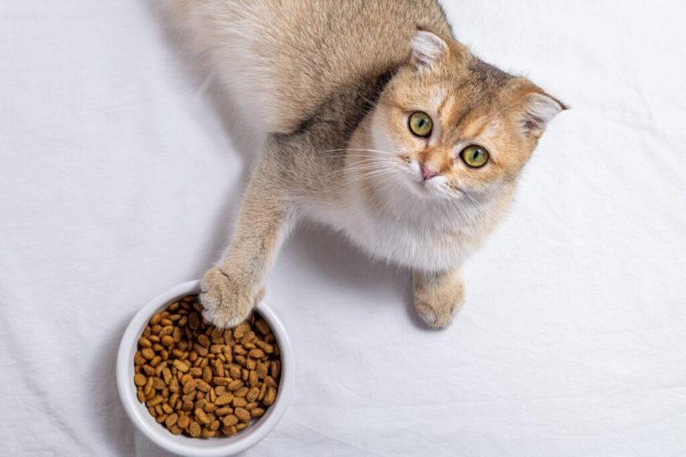 Combien de grammes de croquettes un chat doit-il manger par jour ?