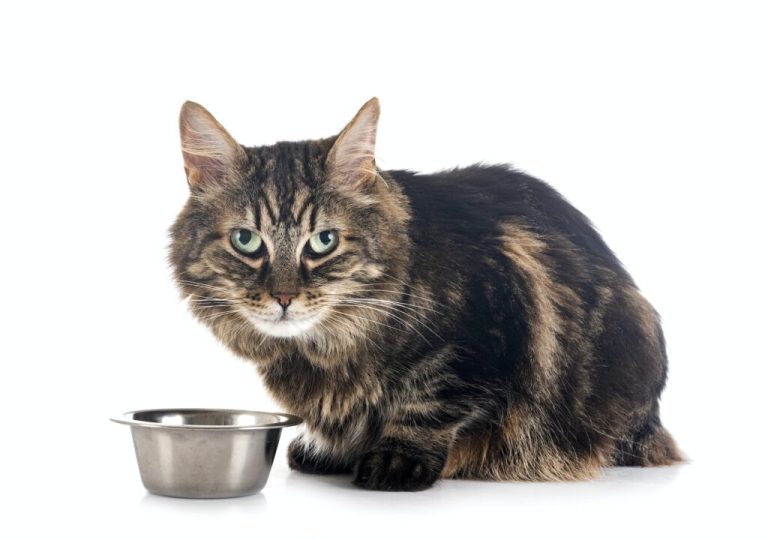 Comment conserver la fraîcheur des aliments pour chats ?