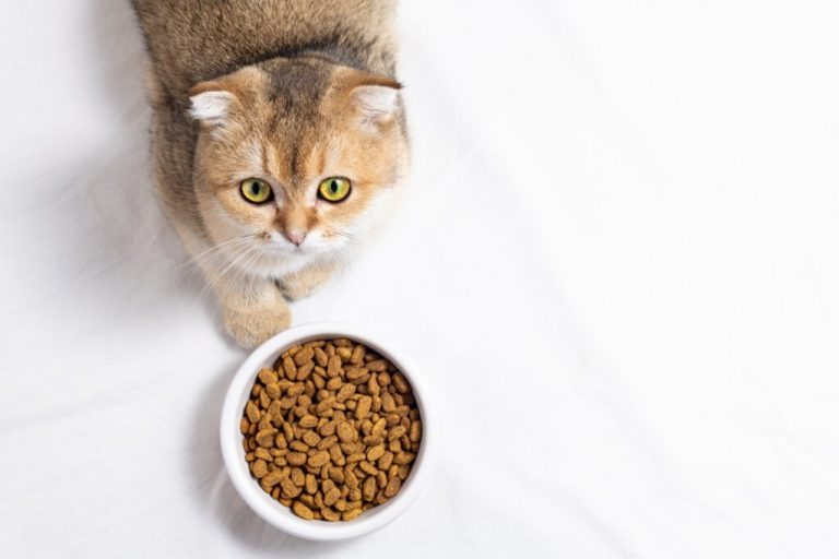 Quelle marque de croquettes pour chat contient des céréales ?